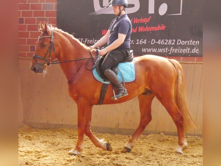 Schweres Warmblut Mix Wałach 5 lat 155 cm in Dorsten