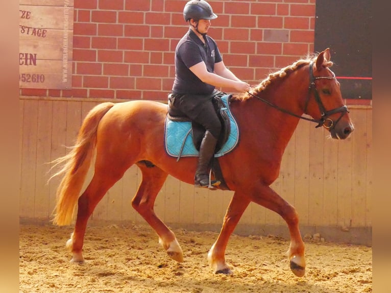 Schweres Warmblut Mix Wałach 5 lat 155 cm in Dorsten