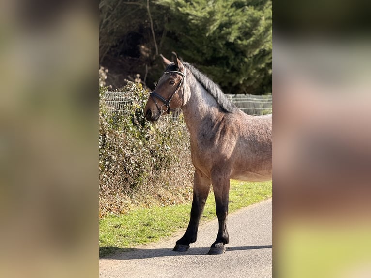Schweres Warmblut Wałach 5 lat 158 cm Kasztanowatodereszowata in Neustadt (Hessen)