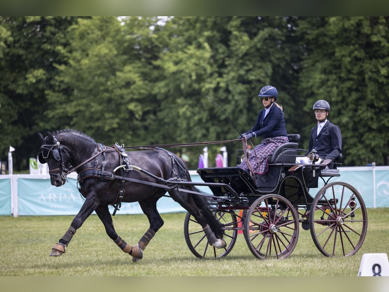Schweres Warmblut Wałach 5 lat 160 cm Kara in &#x141;&#x105;ck