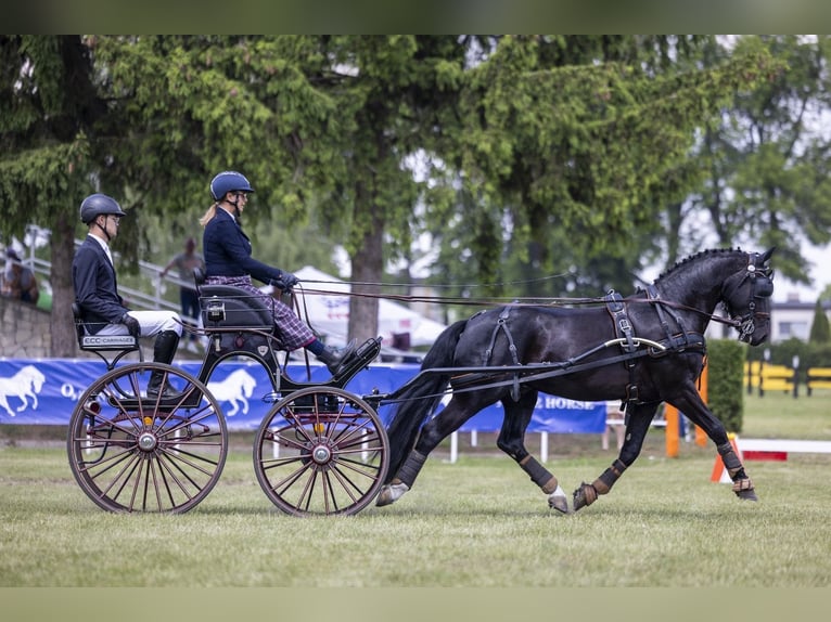 Schweres Warmblut Wałach 5 lat 160 cm Kara in &#x141;&#x105;ck