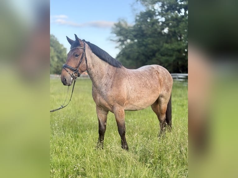 Schweres Warmblut Wałach 5 lat 160 cm Kasztanowatodereszowata in Neustadt (Hessen)