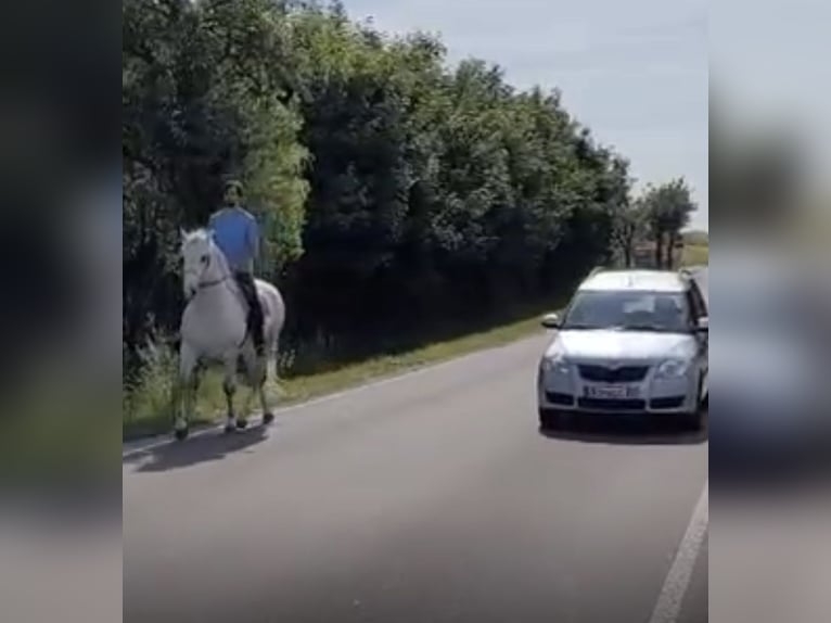 Schweres Warmblut Wałach 5 lat 160 cm Siwa in Nebra