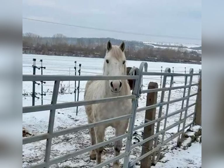 Schweres Warmblut Wałach 5 lat 160 cm Siwa in Nebra