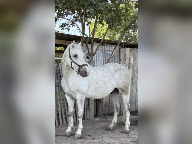 Schweres Warmblut Wałach 5 lat 160 cm Siwa in Nebra
