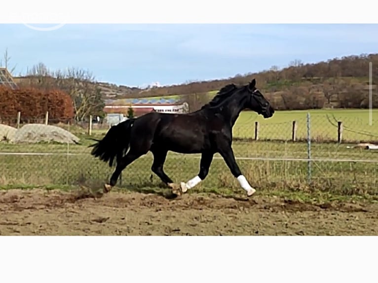 Schweres Warmblut Wałach 5 lat 162 cm Kara in Freyburg OT Weischütz