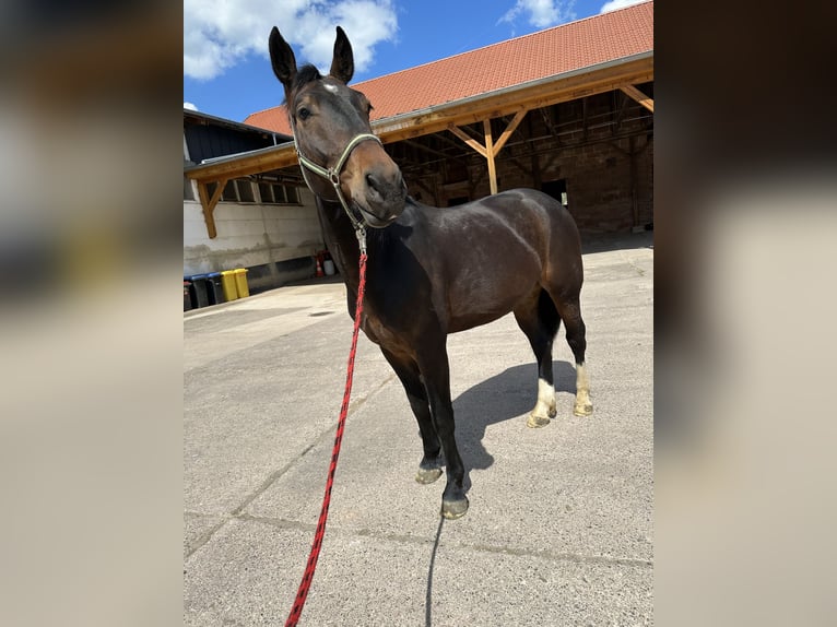 Schweres Warmblut Wałach 5 lat 164 cm Ciemnogniada in Niederorschel