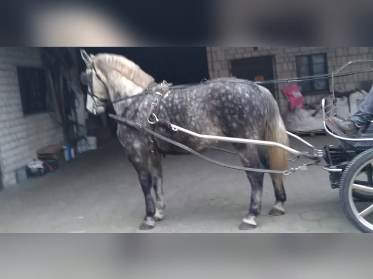Schweres Warmblut Wałach 5 lat 165 cm Siwa jabłkowita in Kamenz