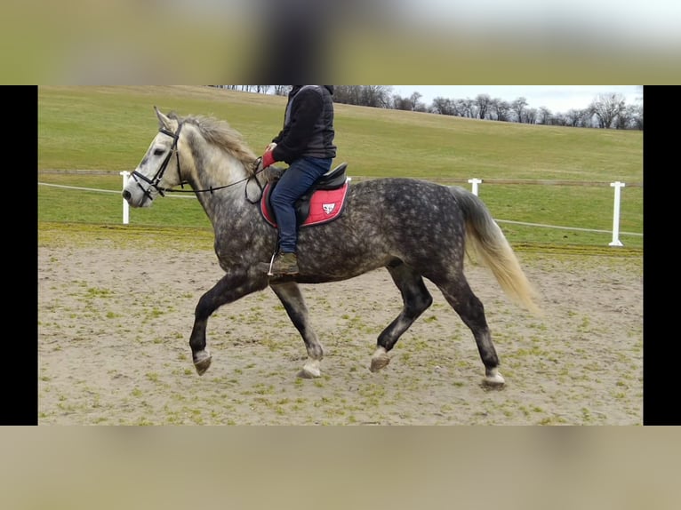 Schweres Warmblut Wałach 5 lat 165 cm Siwa jabłkowita in Kamenz