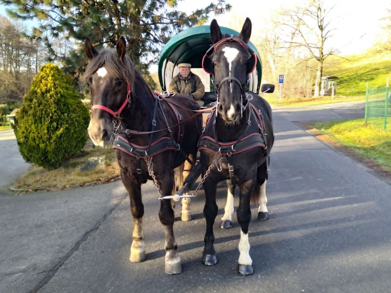 Schweres Warmblut Wałach 5 lat 166 cm Kara in Kamenz
