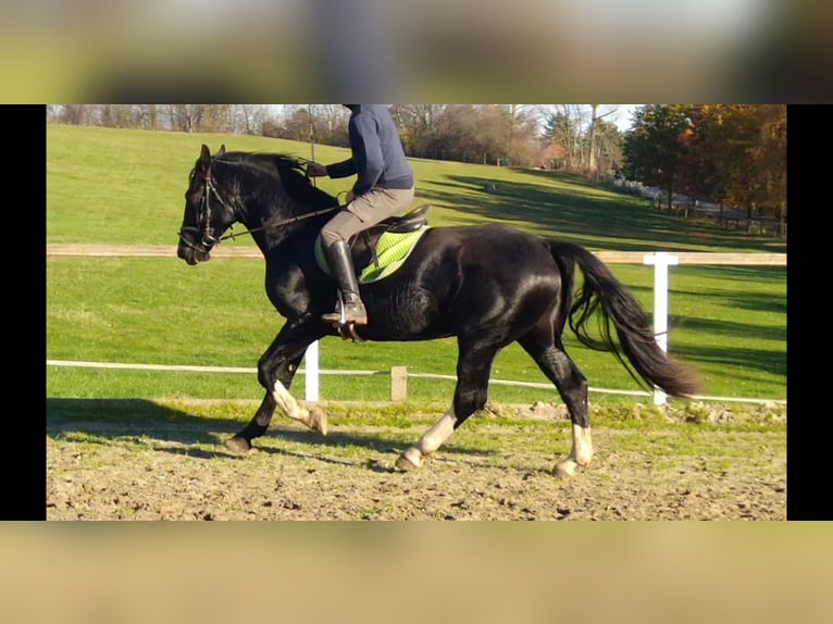 Schweres Warmblut Wałach 5 lat 166 cm Kara in Kamenz