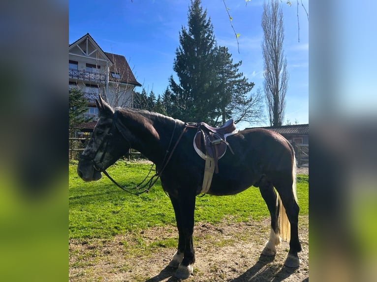 Schweres Warmblut Wałach 5 lat 166 cm Karosiwa in Willisau