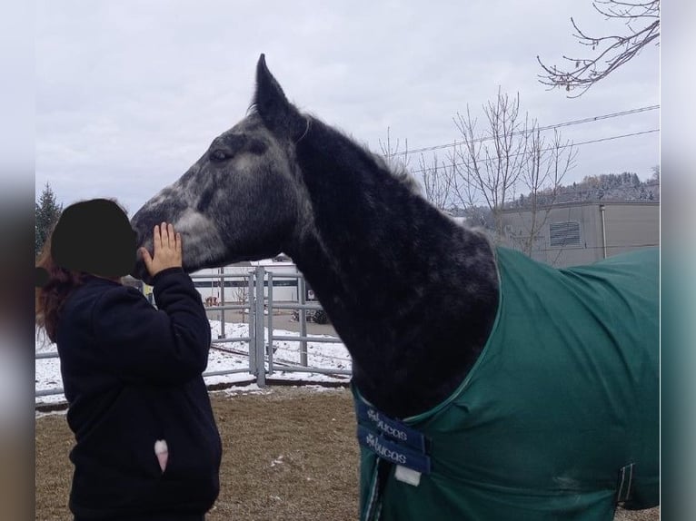 Schweres Warmblut Wałach 5 lat 166 cm Karosiwa in Willisau