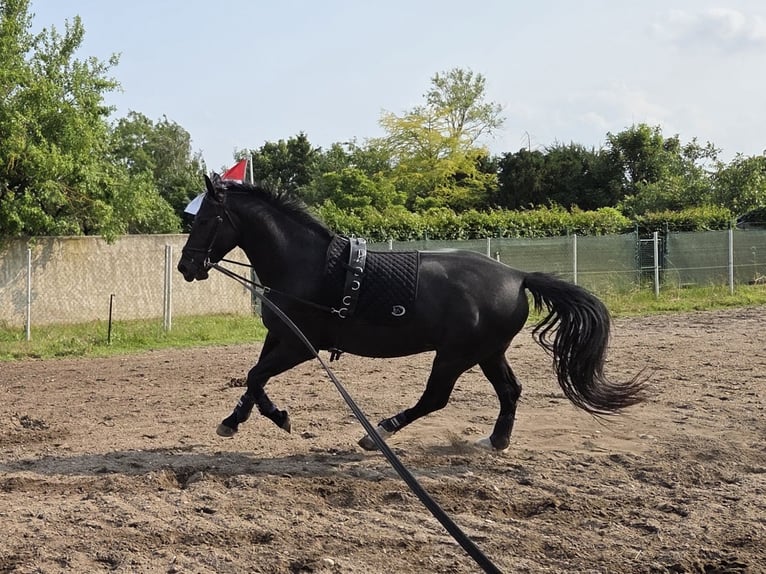 Schweres Warmblut Wałach 5 lat 168 cm Kara in Zerbst