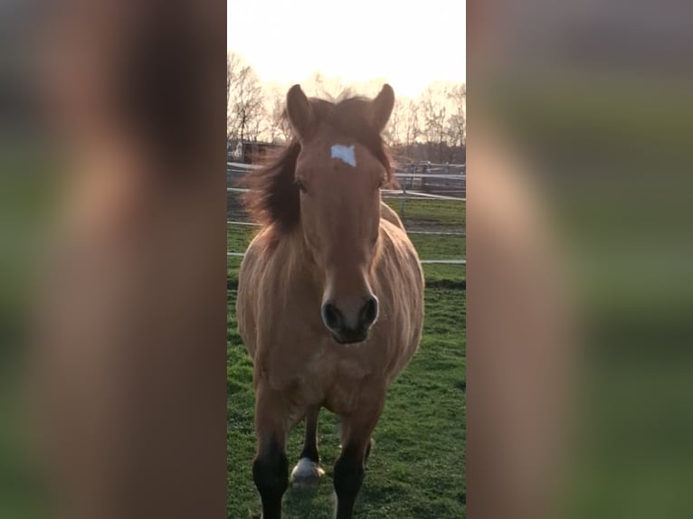 Schweres Warmblut Wałach 6 lat 156 cm Bułana in Neustadt am Rübenberge