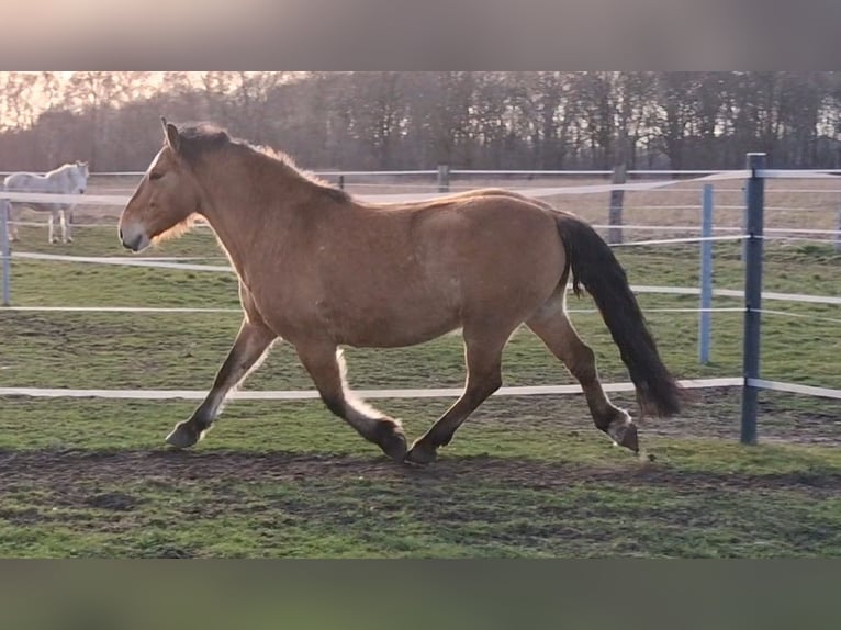 Schweres Warmblut Wałach 6 lat 156 cm Bułana in Neustadt am Rübenberge