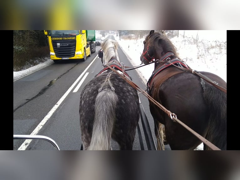 Schweres Warmblut Wałach 6 lat 165 cm Siwa jabłkowita in Kamenz