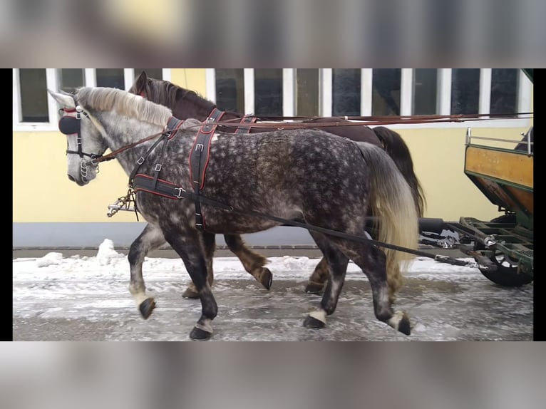 Schweres Warmblut Wałach 6 lat 165 cm Siwa jabłkowita in Kamenz