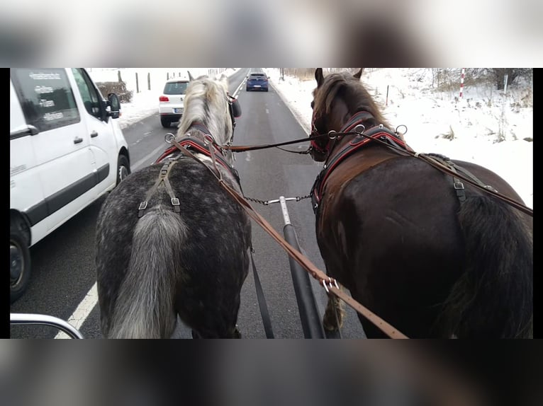Schweres Warmblut Wałach 6 lat 165 cm Siwa jabłkowita in Kamenz