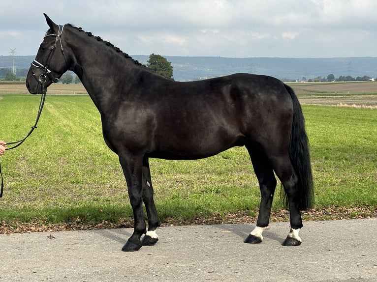 Schweres Warmblut Wałach 6 lat 167 cm Kara in Riedlingen
