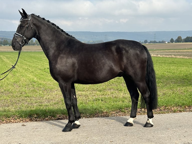 Schweres Warmblut Wałach 6 lat 167 cm Kara in Riedlingen