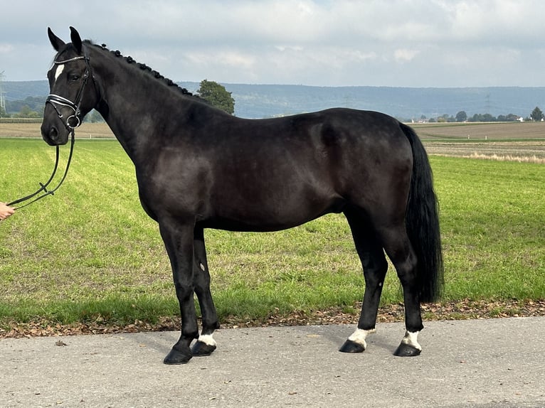 Schweres Warmblut Wałach 6 lat 167 cm Kara in Riedlingen