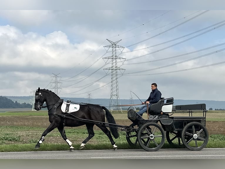 Schweres Warmblut Wałach 6 lat 167 cm Kara in Riedlingen