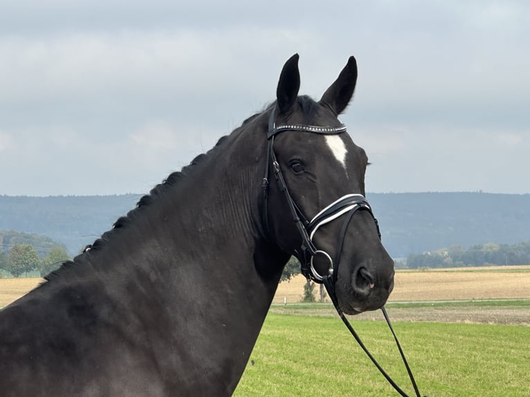Schweres Warmblut Wałach 6 lat 167 cm Kara in Riedlingen