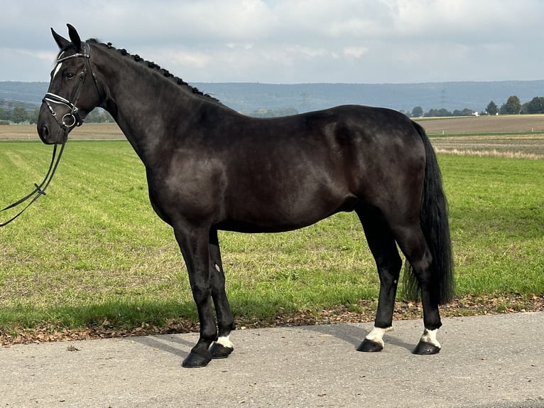 Schweres Warmblut Wałach 6 lat 167 cm Kara in Riedlingen