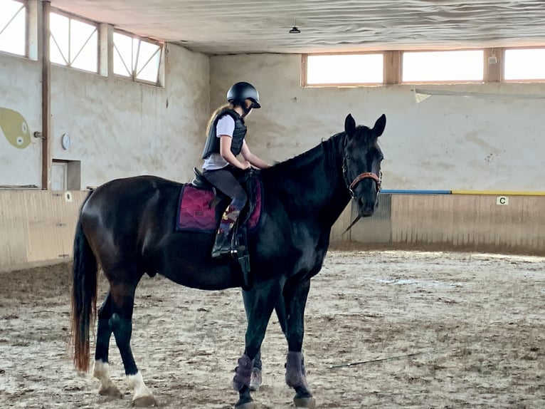 Schweres Warmblut Wałach 6 lat 176 cm Kara in Rittersdorf
