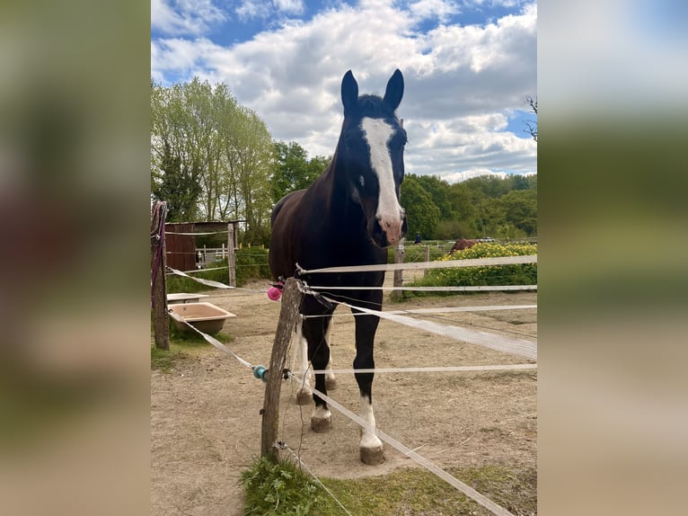 Schweres Warmblut Wałach 6 lat 176 cm Kara in Zarpen