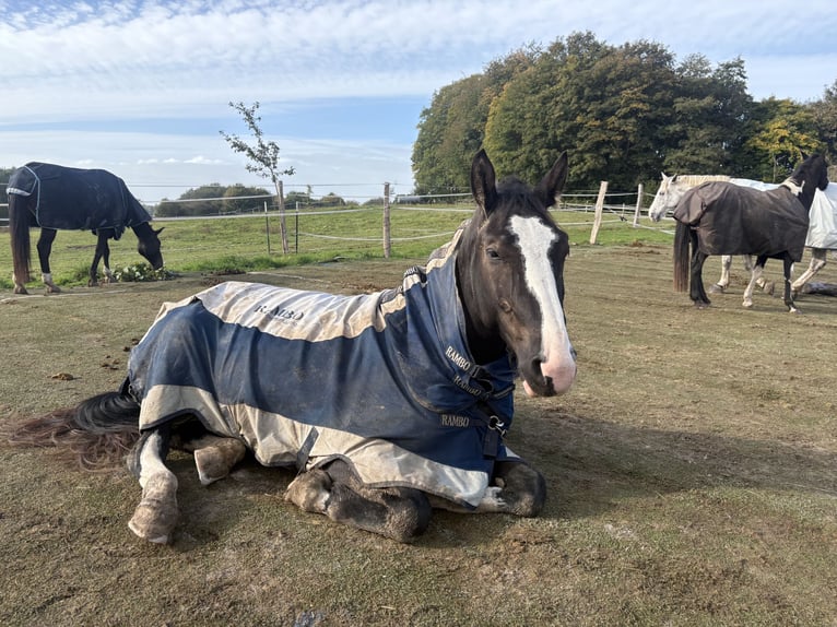 Schweres Warmblut Wałach 6 lat 176 cm Kara in Zarpen