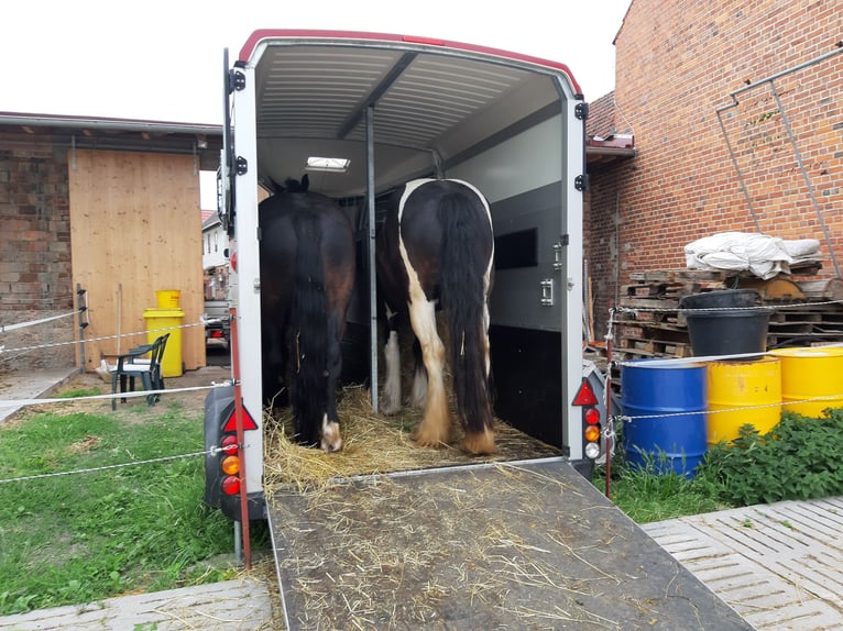 Schweres Warmblut Wałach 7 lat 160 cm Kara in Udestedt