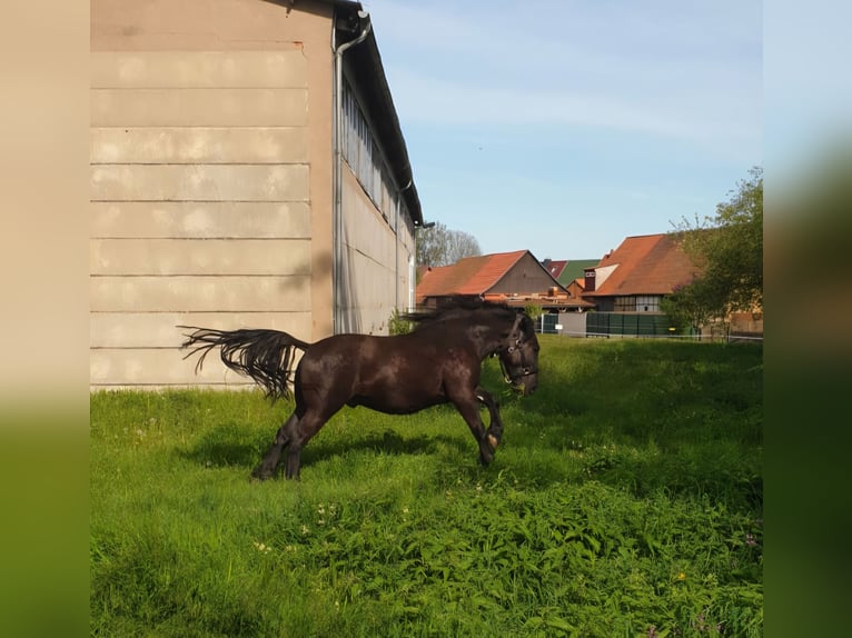 Schweres Warmblut Wałach 7 lat 160 cm Kara in Udestedt