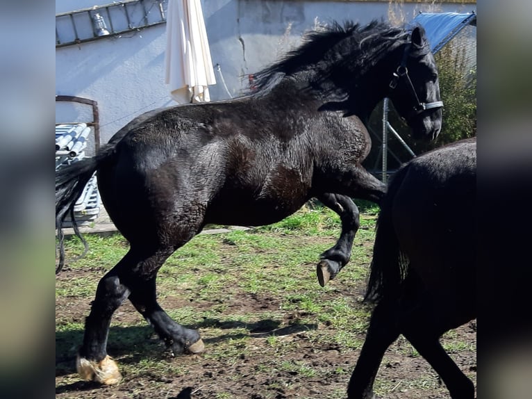 Schweres Warmblut Wałach 7 lat 160 cm Kara in Udestedt