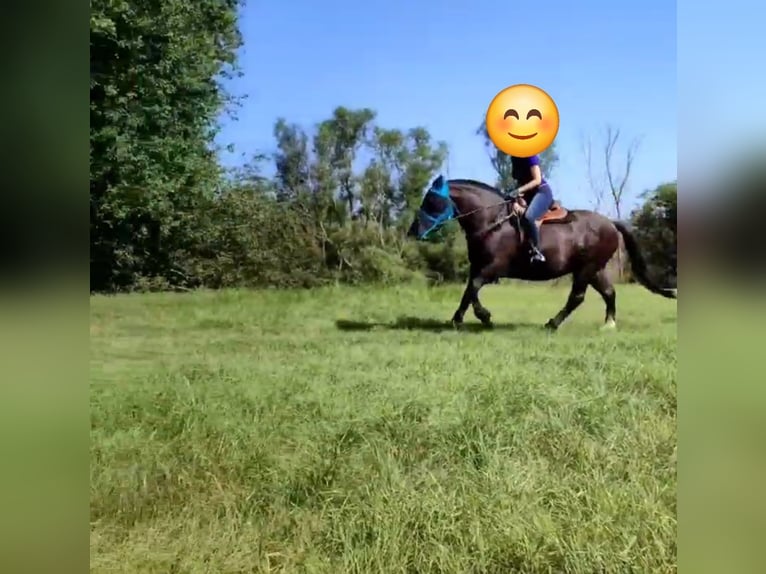Schweres Warmblut Wałach 7 lat 160 cm Kara in Udestedt