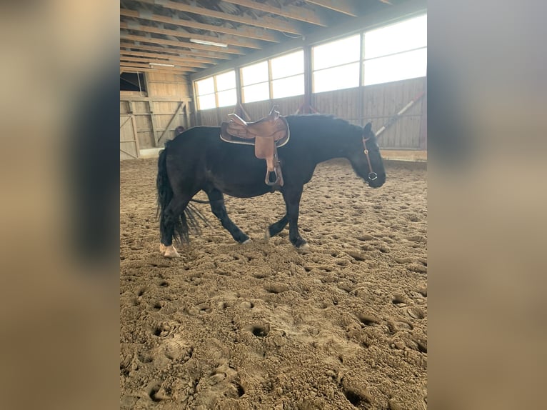 Schweres Warmblut Wałach 7 lat 160 cm Kara in Udestedt