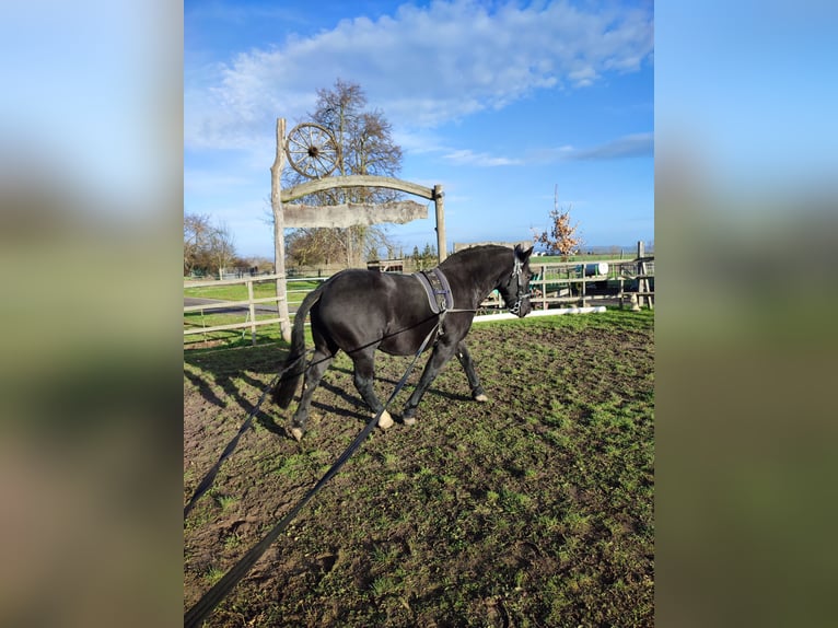 Schweres Warmblut Wałach 7 lat 160 cm Kara in Udestedt