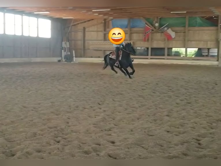 Schweres Warmblut Wałach 7 lat 160 cm Kara in Udestedt