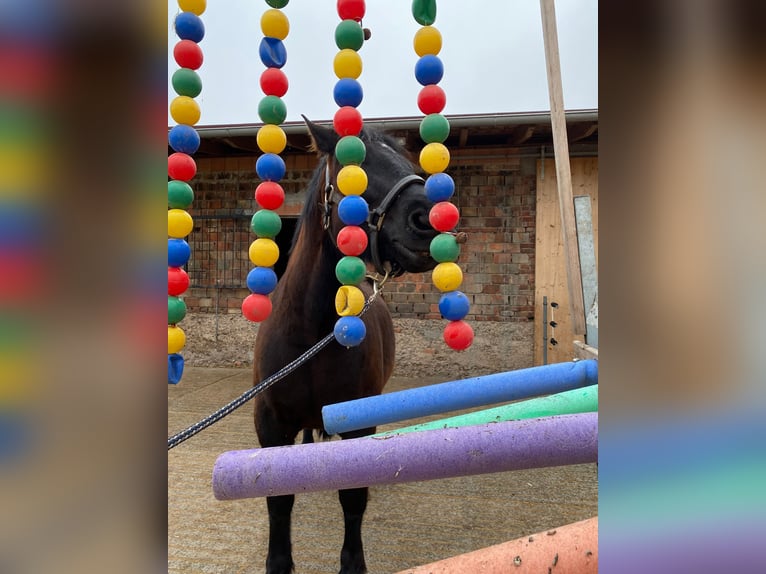 Schweres Warmblut Wałach 7 lat 160 cm Kara in Udestedt