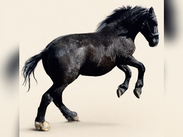 Schweres Warmblut Wałach 7 lat 160 cm Kara in Udestedt