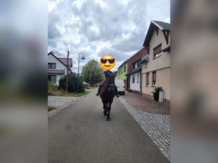 Schweres Warmblut Wałach 7 lat 160 cm Kara in Udestedt