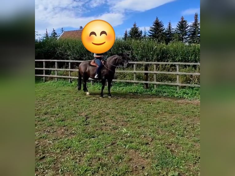 Schweres Warmblut Wałach 7 lat 160 cm Kara in Udestedt