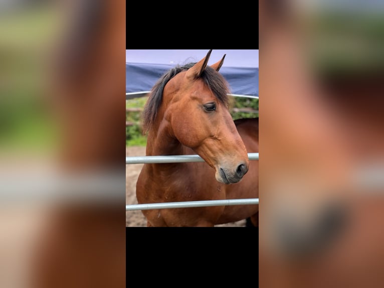 Schweres Warmblut Mix Wałach 7 lat 162 cm Gniada in Hamburg