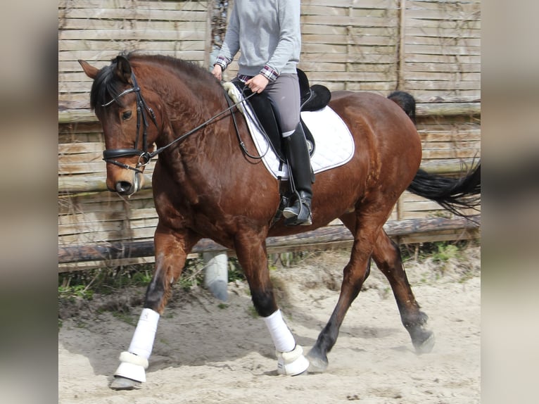 Schweres Warmblut Mix Wałach 7 lat 162 cm Gniada in Hamburg