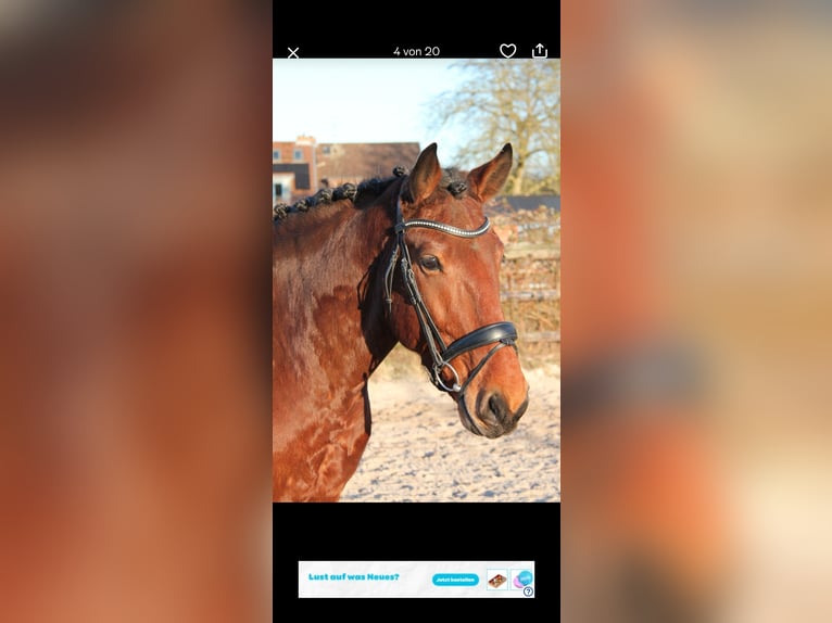 Schweres Warmblut Mix Wałach 7 lat 162 cm Gniada in Hamburg