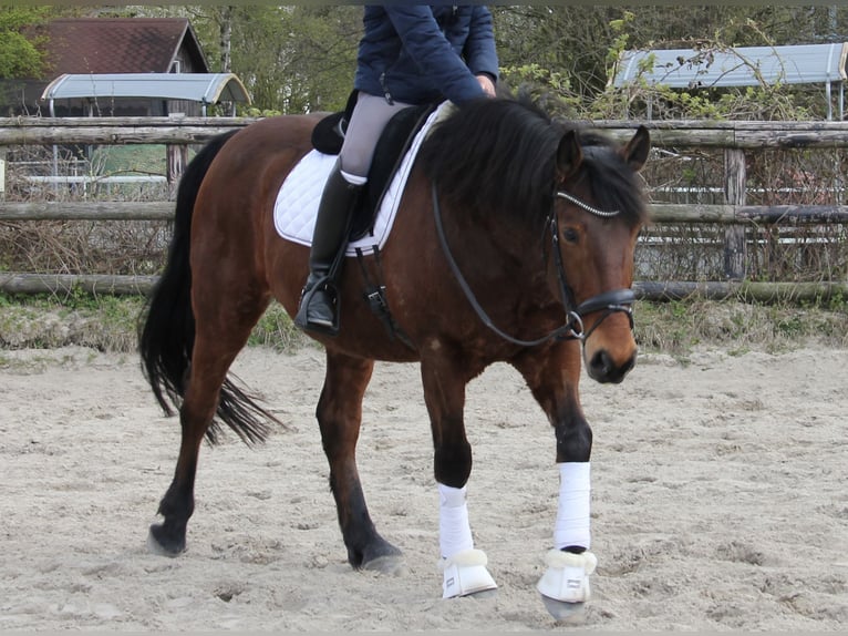 Schweres Warmblut Mix Wałach 7 lat 162 cm Gniada in Hamburg