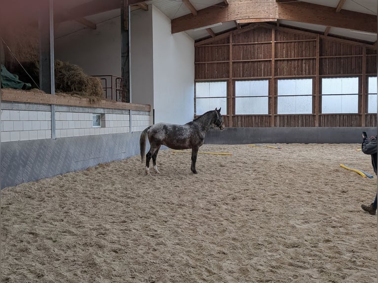 Schweres Warmblut Wałach 7 lat 164 cm in Hochstadt