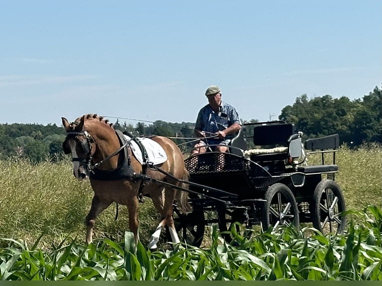 Schweres Warmblut Wałach 7 lat 165 cm Kasztanowata in Riedlingen