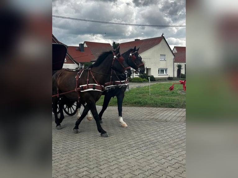 Schweres Warmblut Wałach 7 lat 170 cm Skarogniada in Thie&#xDF;en
